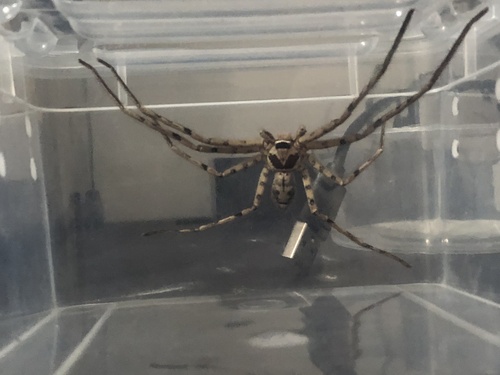 Pantropical Huntsman Spider