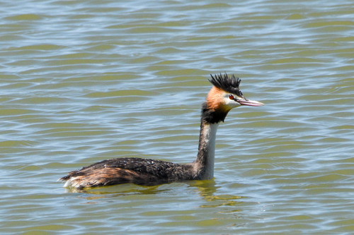 Great Crested Grebe