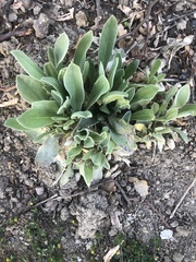 Stachys byzantina