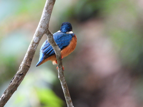 Common Kingfisher