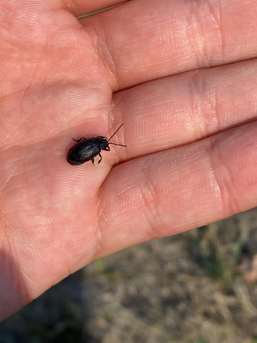 black-punctured leaf beetle