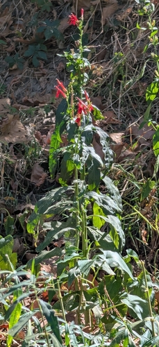 cardinal flower