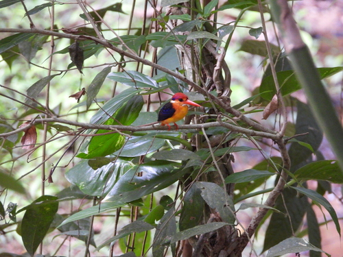 Black-backed Dwarf Kingfisher