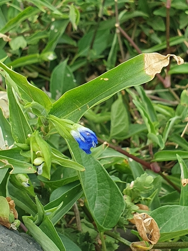 Asiatic dayflower