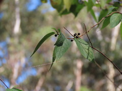 Trema tomentosum, photograph (c) ian_mcallan, some rights reserved (CC BY)