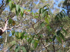 Trema tomentosum