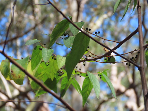Trema tomentosum, photograph 2