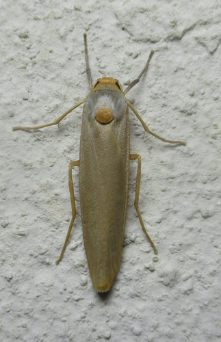 Plated Footman