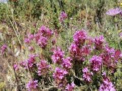 Thymus lotocephalus