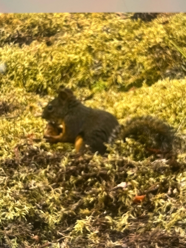 Douglas's Squirrel