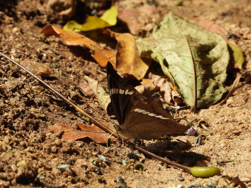 Common Baron