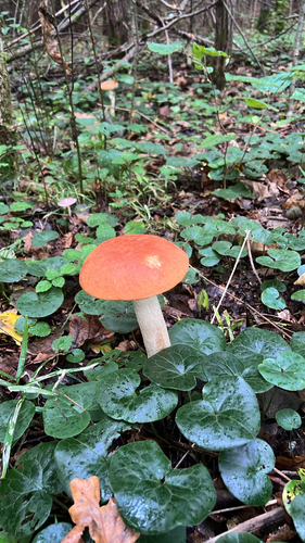 Leccinum leucopodium