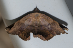 Psimada quadripennis