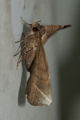 Psimada quadripennis