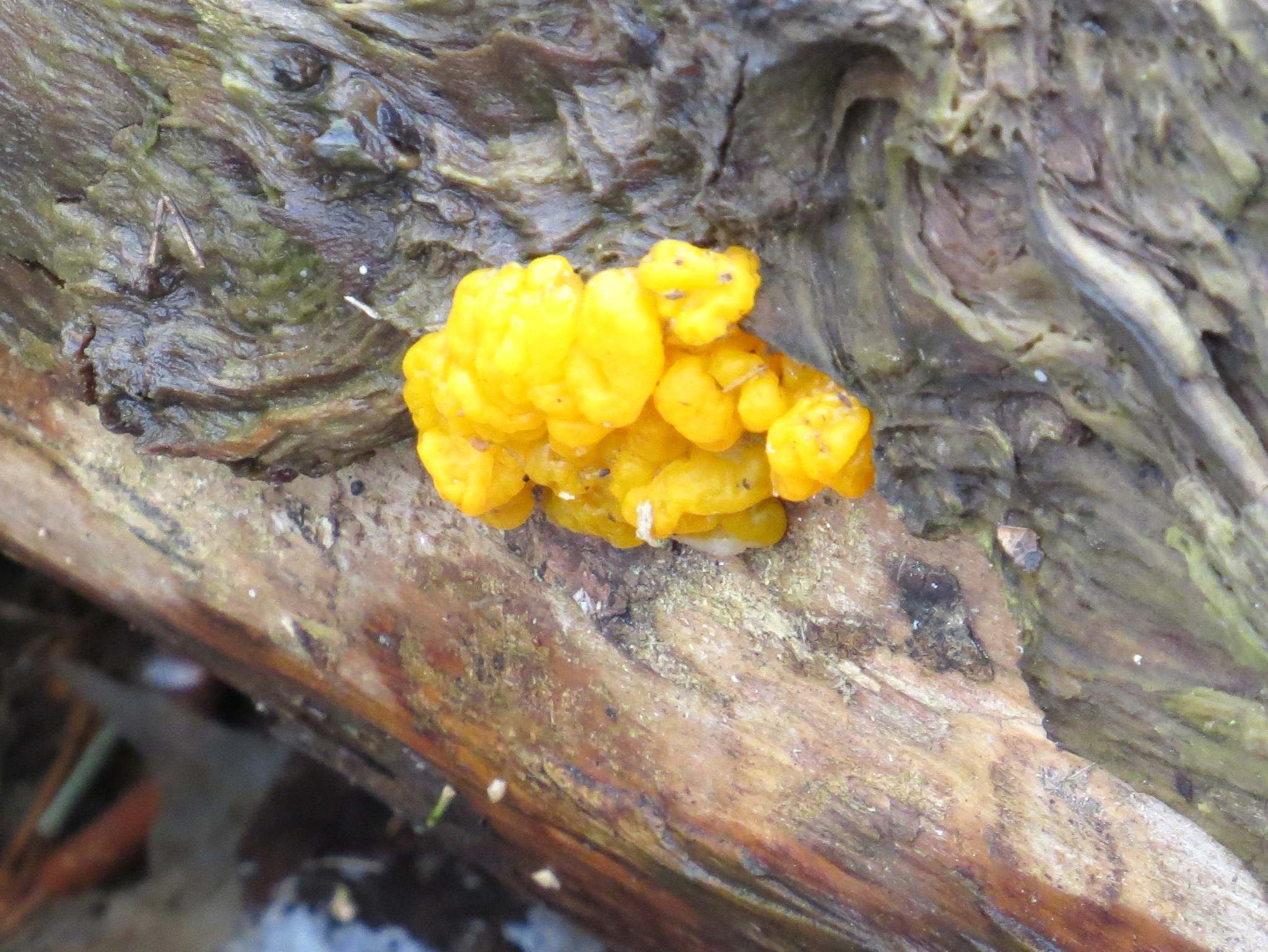 Dacrymyces image