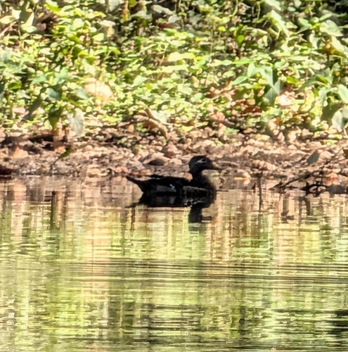 Wood Duck