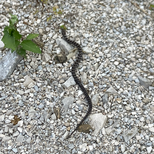 Western Foxsnake