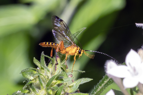 Echthromorpha agrestoria observed 2026-09-20