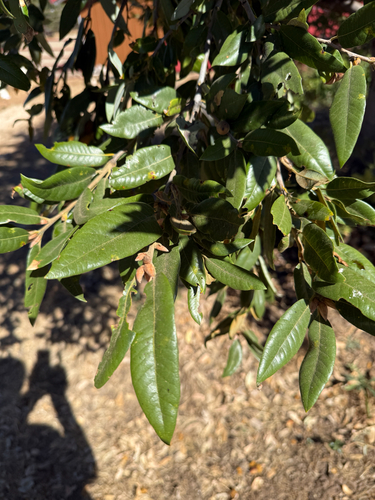 canyon live oak