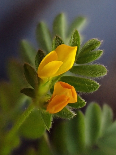 Ornithopus compressus, photograph 5