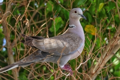 Streptopelia decaocto