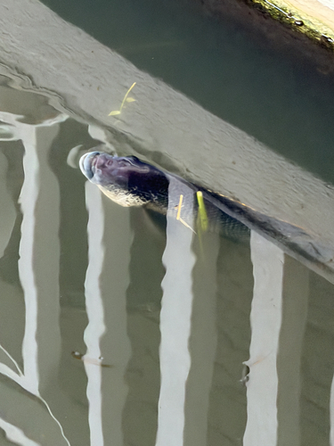 Mozambique Tilapia