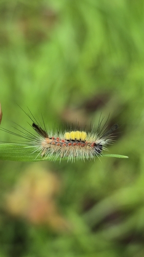 Rusty Tussock Moth