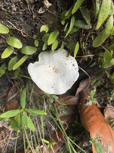 Lentinus squarrosulus observed 2026-09-20