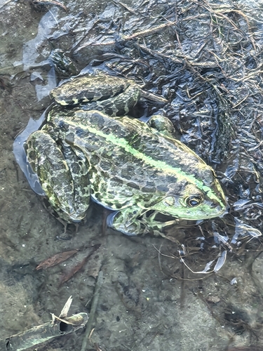 Marsh Frog