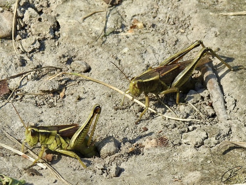 Two-striped Grasshopper