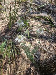 Actinotus helianthi, photograph author not stated, no rights reserved