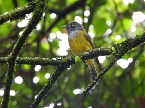 Grey-headed Canary-Flycatcher
