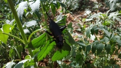 Gryllus bimaculatus