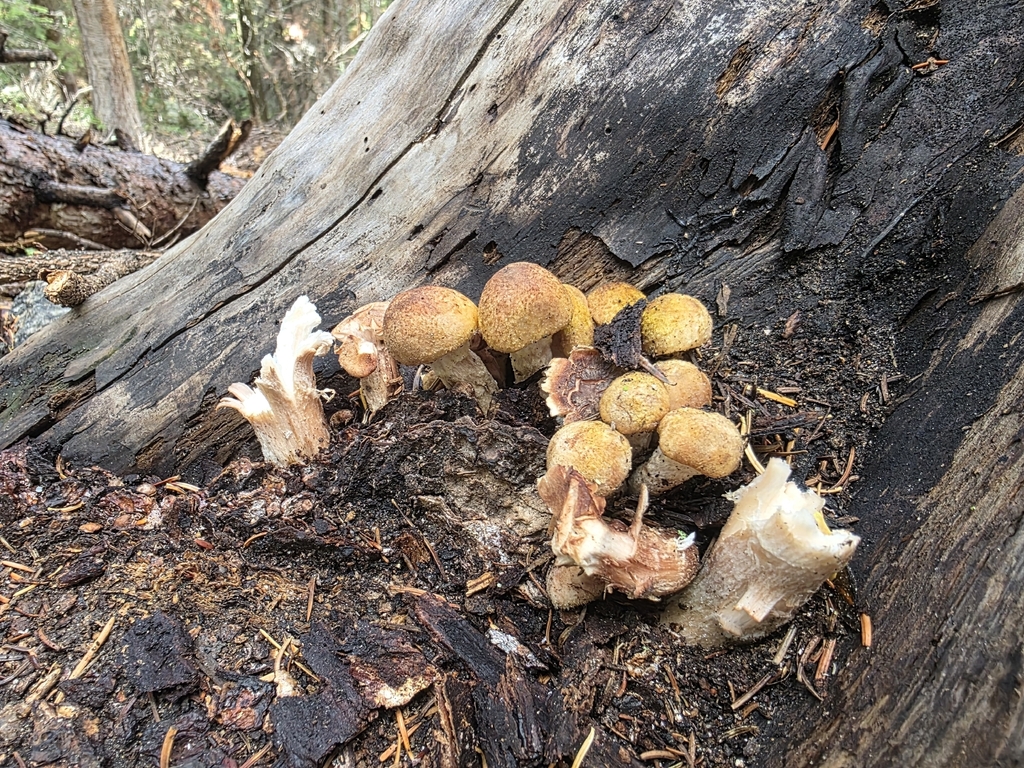 Armillaria solidipes · September 2026 · photo: Photo: no rights reserved · iNaturalist