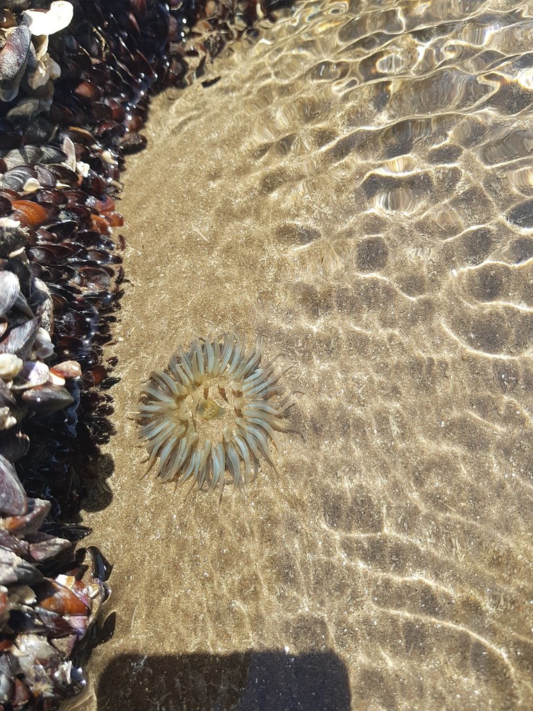 Argentinean Sea Anemone