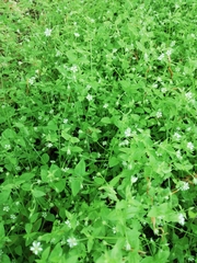 Moehringia trinervia