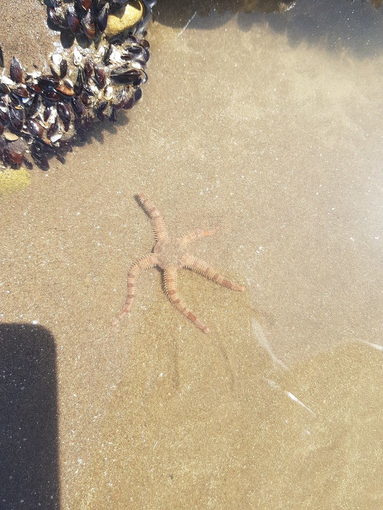 Ophioplocus januarii