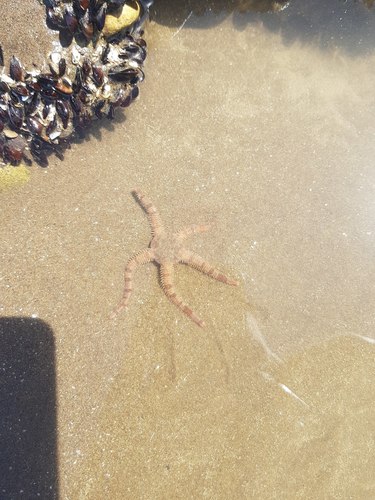 Ophioplocus januarii