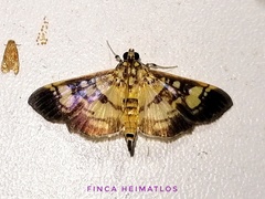 Salbia lotanalis