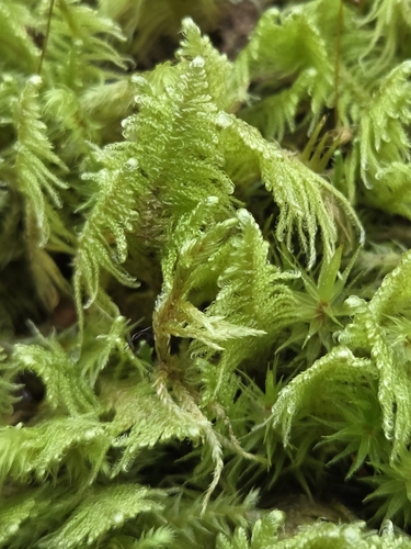 Ostrich-plume Moss