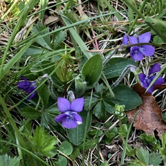Viola fimbriatula