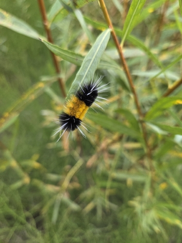 Spotted Tussock Moth
