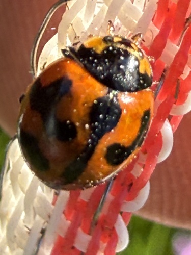 Small Transverse Ladybird Beetle