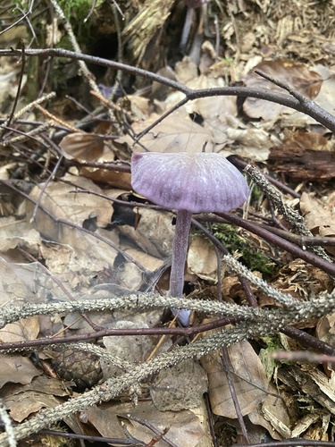 Amethyst Deceiver