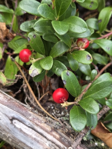 bearberry