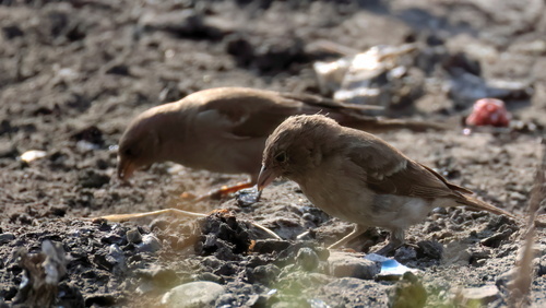 iNaturalist image
