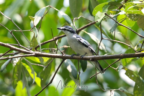 Pied Triller