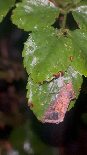 Soybean Looper Moth