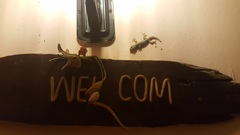 Hemidactylus platyurus