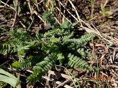 Ornithopus compressus, photograph (c) Duncan Cunningham, some rights reserved (CC BY)